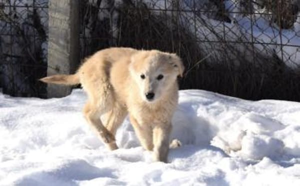 Wer verliebt sich in Zwackelmann?