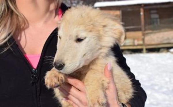 Wer verliebt sich in Zwackelmann?