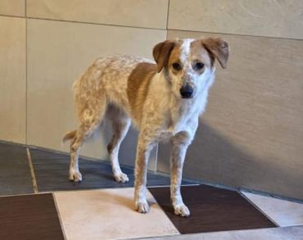 LUZ-hübsche, verträgliche Hündin, 41 cm