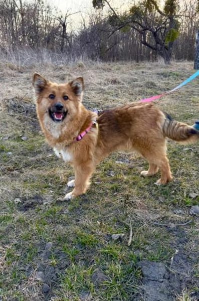 Bonja sucht ihr Zuhause, 2 j. Alt