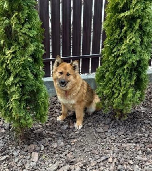 Bonja sucht ihr Zuhause, 2 j. Alt