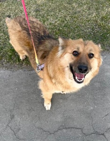 Bonja sucht ihr Zuhause, 2 j. Alt