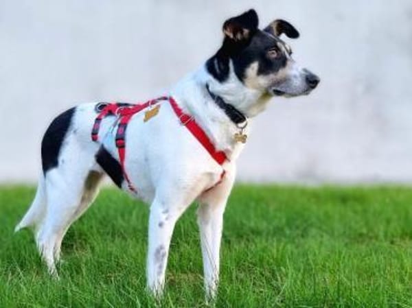 AMANDA-fröhliche,menschenbezogene Hündin