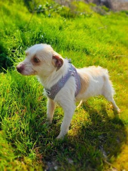 Gero ein zauberhafter Terrier