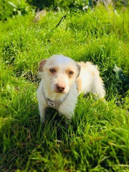 Gero ein zauberhafter Terrier