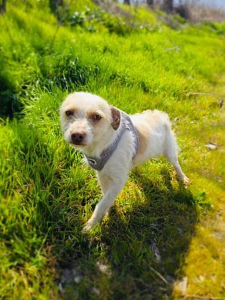 Gero ein zauberhafter Terrier