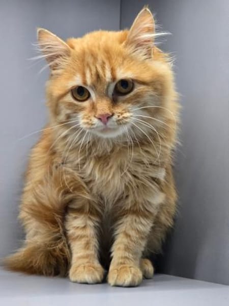 AMELIE&KIKI -zwei Herzen auf vier Pfoten