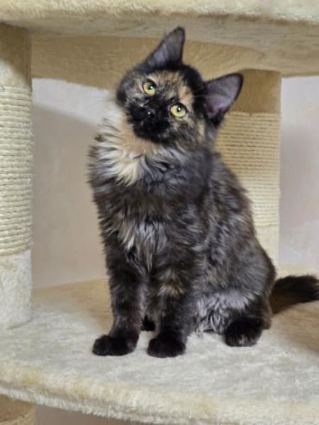 AMELIE&KIKI -zwei Herzen auf vier Pfoten