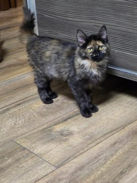 AMELIE&KIKI -zwei Herzen auf vier Pfoten