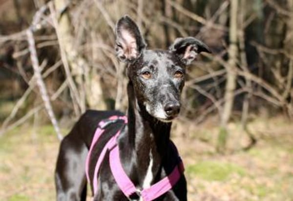 Galga Primavera - lieb, menschenbezogen