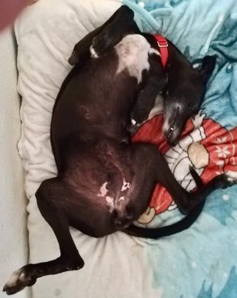 Galga Primavera - lieb, menschenbezogen