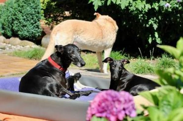 Galga Primavera - lieb, menschenbezogen