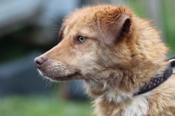 Tintin - kinderlieber Jungrüde