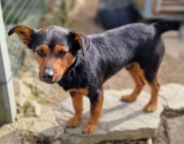 FLOCKY sucht Zuhause