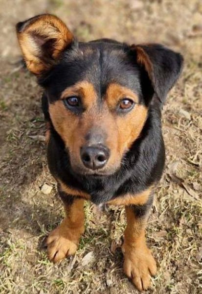 FLOCKY sucht Zuhause