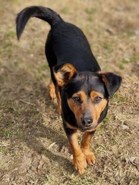 FLOCKY sucht Zuhause