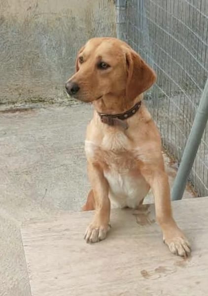 Freundlicher Rudi sucht Anschluß