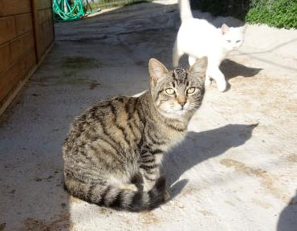 Anhänglicher Anubis sucht Zuhause