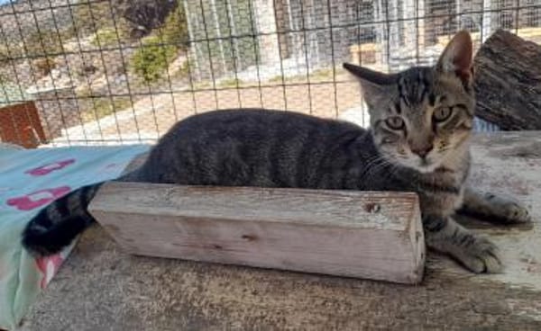 Anhänglicher Anubis sucht Zuhause