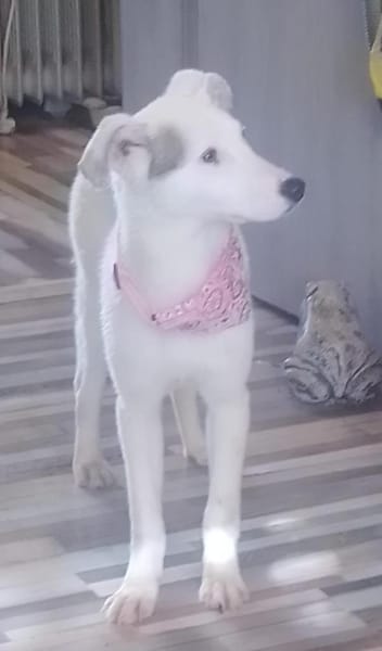 Suzi - neugieriges Hundemädchen (I)