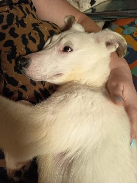 Suzi - neugieriges Hundemädchen (I)