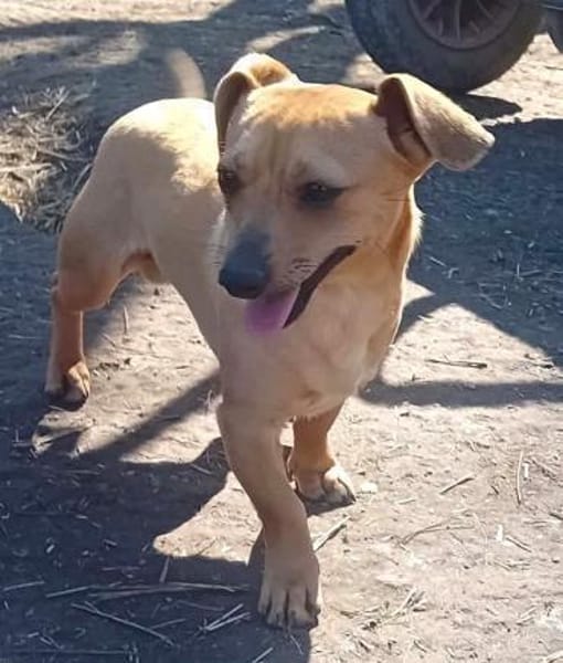 Liebenswerter Beni sucht Zuhause