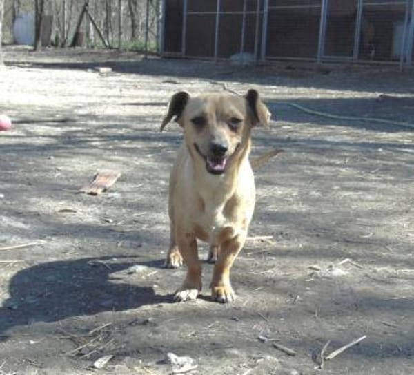 Liebenswerter Beni sucht Zuhause