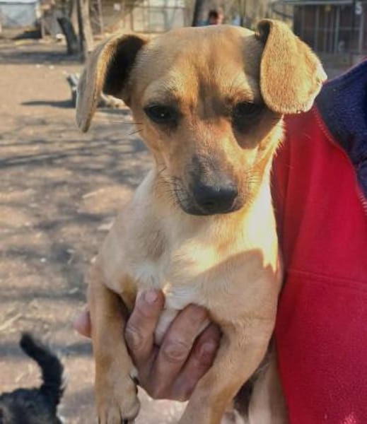 Liebenswerter Beni sucht Zuhause