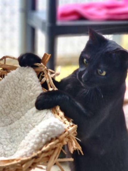 Hübsche, verträgliche Katze Daisy