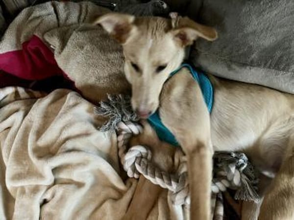 Hallo, erstmal - ich bin BARNEY