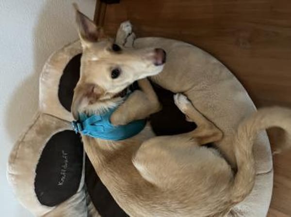 Hallo, erstmal - ich bin BARNEY