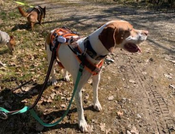 Inka1 sucht ein Zuhause