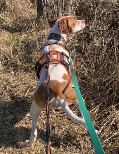 Inka1 sucht ein Zuhause