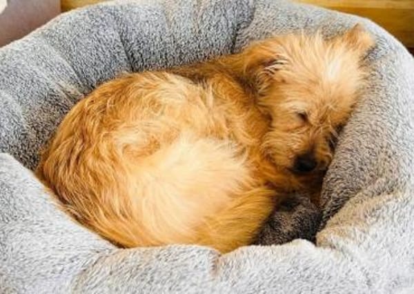 ABBY-entzückende, niedliche Jung-Hündin