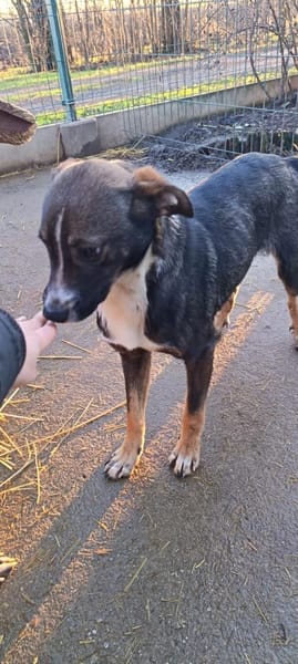 Kleiner Rexi hat großen Wunsch