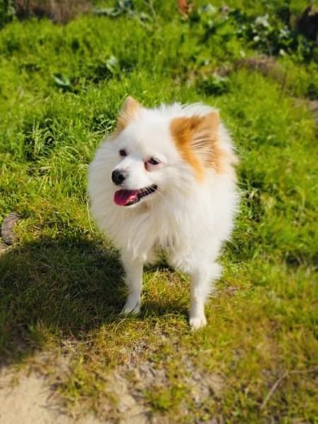 Max sucht ein Zuhause