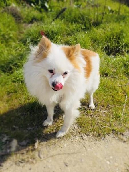 Max sucht ein Zuhause