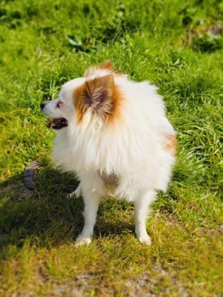 Max sucht ein Zuhause