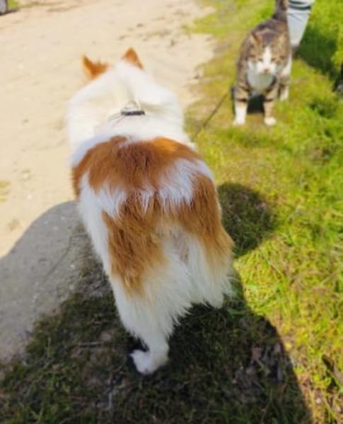 Max sucht ein Zuhause