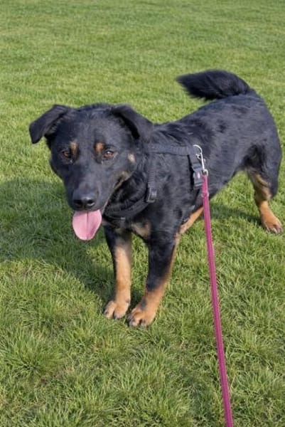 Rollo sucht sein Zuhause