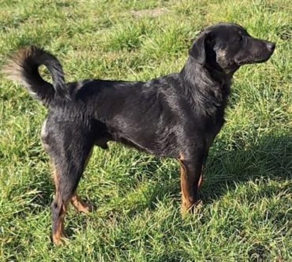 Rollo sucht sein Zuhause