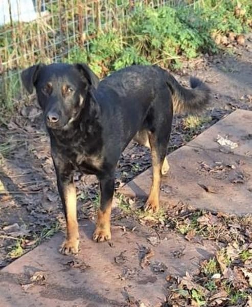 Rollo sucht sein Zuhause