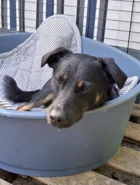 Rollo sucht sein Zuhause