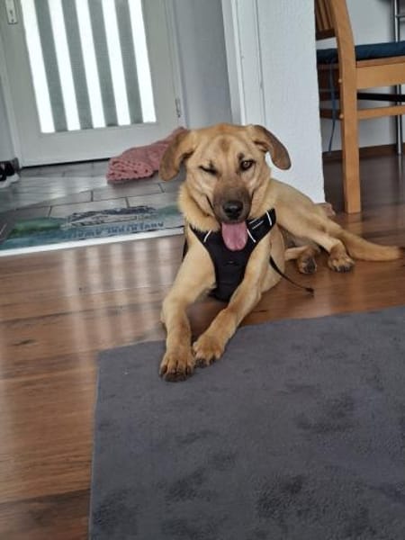 Amira sucht ihr Für-immer-Zuhause