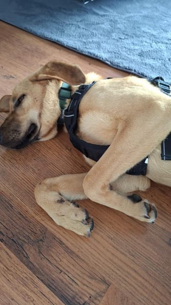 Amira sucht ihr Für-immer-Zuhause