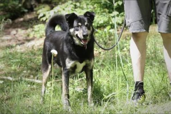 Asco sucht ein Zuhause