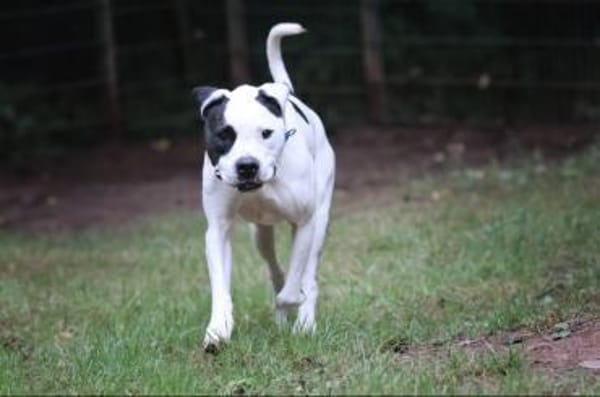 Flocke sucht ein standfestes Zuhause