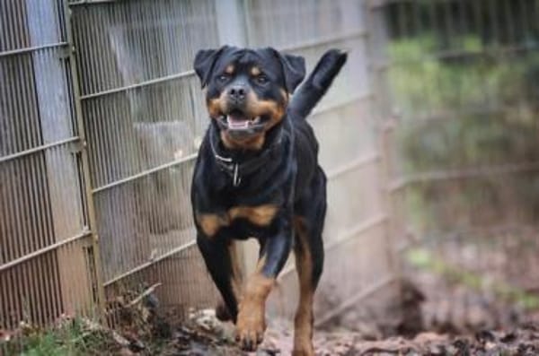 Ciro sucht ein beständiges Zuhause