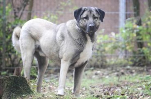 Duman sucht ein erfahrenes Zuhause