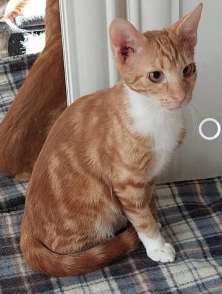 Borat & Johnny Dreamteam sucht Familie